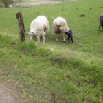 AF1QipOTJiMUENERTl2CQTndWRaPC3EfX KcF2 cuy1lw408 h544 k no