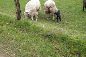 Gelsted Genbrugsbutik – Gelsted